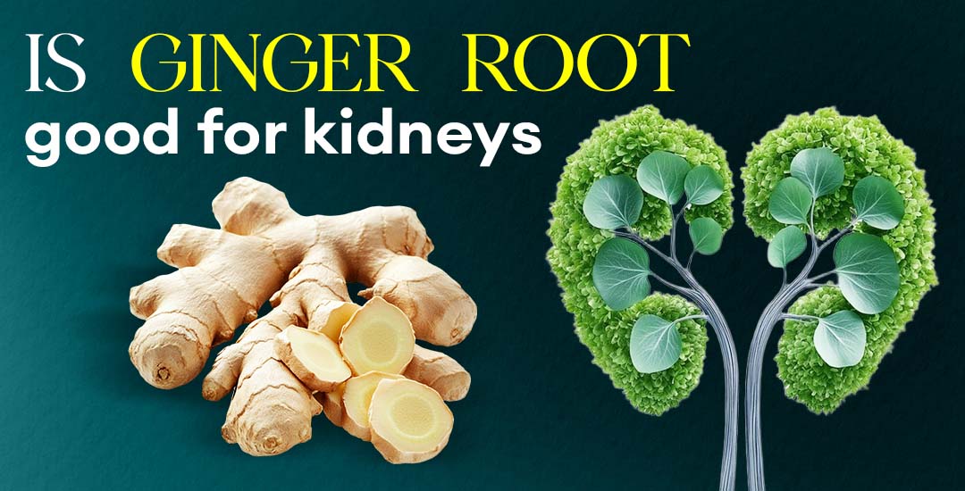Is Ginger Root Good for Your Kidneys?